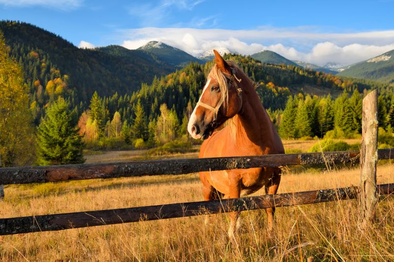 Equine Fence Repair
